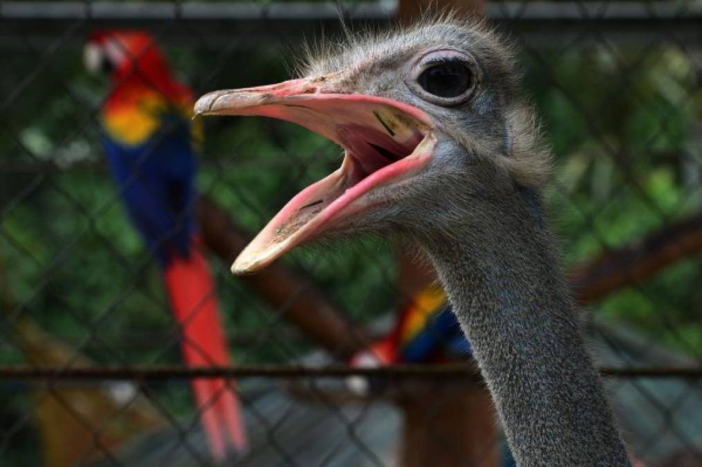 Tras quedarse con el parque, el gobierno hondureño le cedió la concesión a Díaz por 7.400 dólares mensuales. Ella constituyó la empresa Arca de Noé, que actualmente tiene 500 ejemplares de 51 especies de animales. AFP