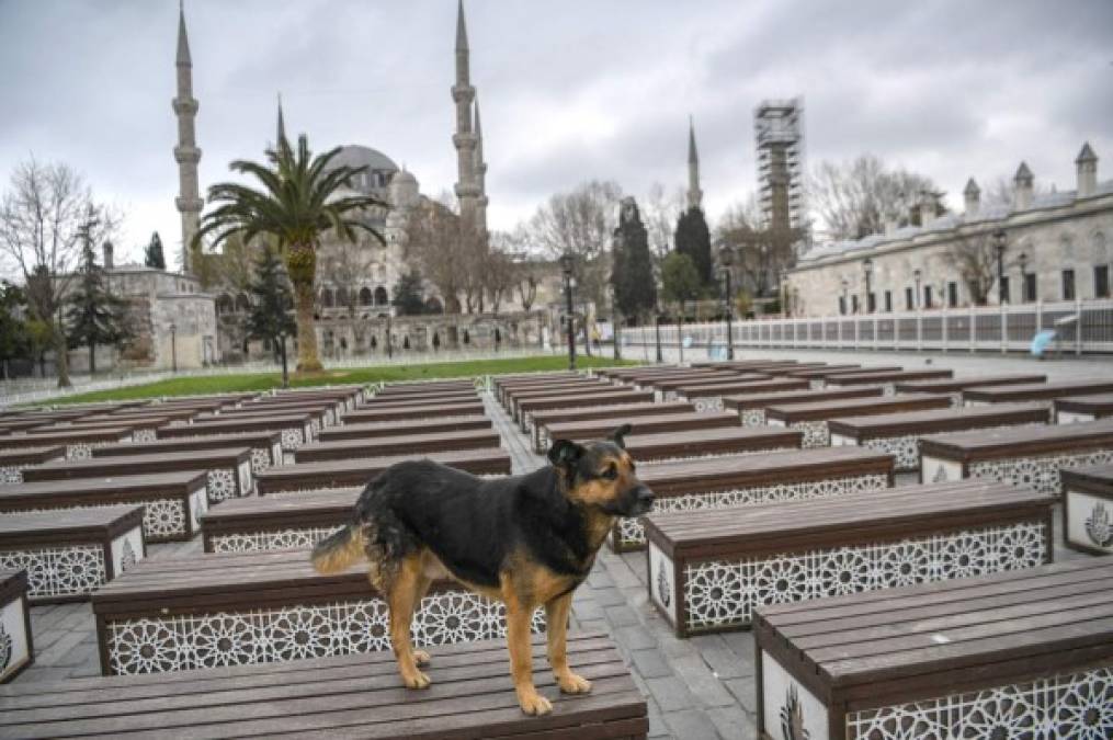 Un perro disfruta de las calles en Turquía.