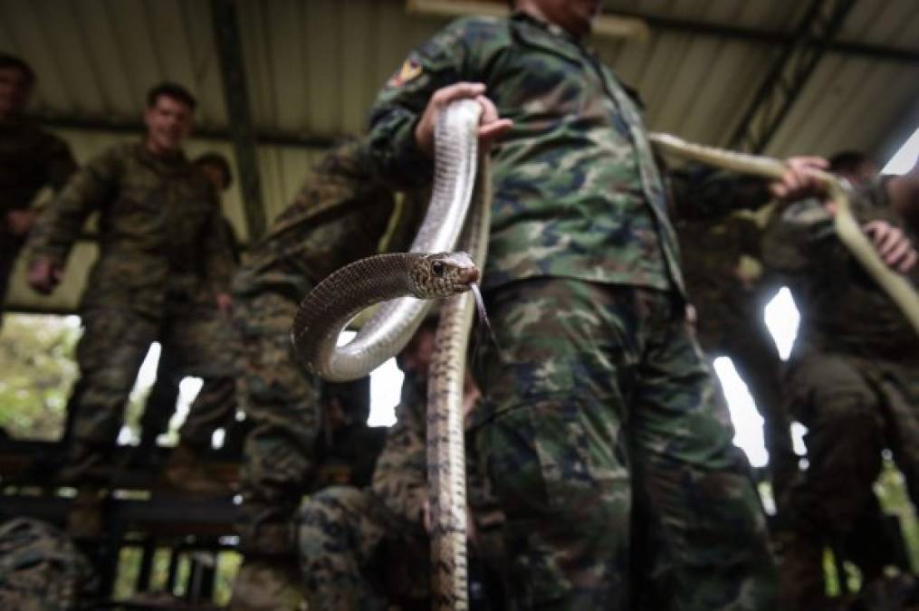 Los instructores tailandeses enseñan a las tropas de Estados Unidos a capturalas cobras antes de realizarles cortes fatales para luego beber la sangre.