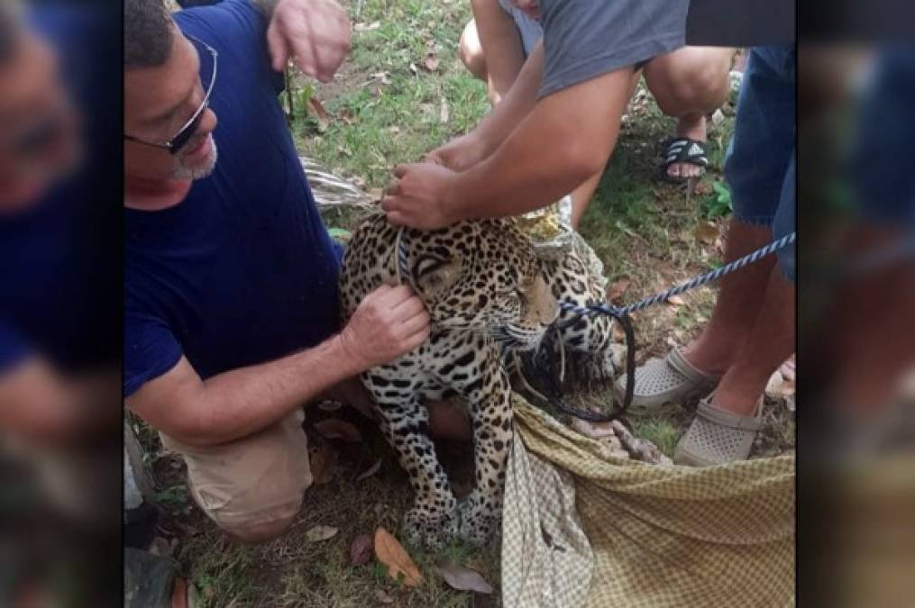 Un incendio de grandes proporciones en el complejo turístico Little French Key puso en peligro la vida de varios animales exóticos, entre ellos un Jaguar, que permanecían en cautiverio en Roatán.