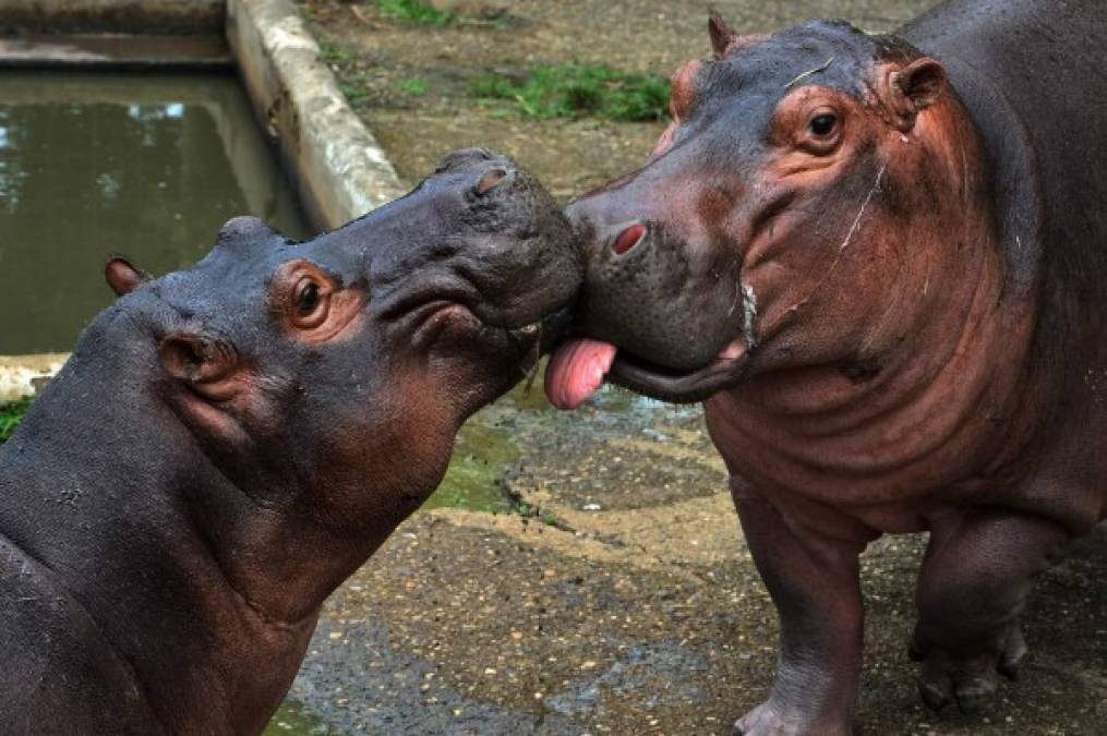 La jirafa es uno de los 500 animales que alberga el zoológico Joya Grande, que se ha mantenido a flote pese a que desde marzo mantiene cerradas sus puertas a la entrada de visitantes.