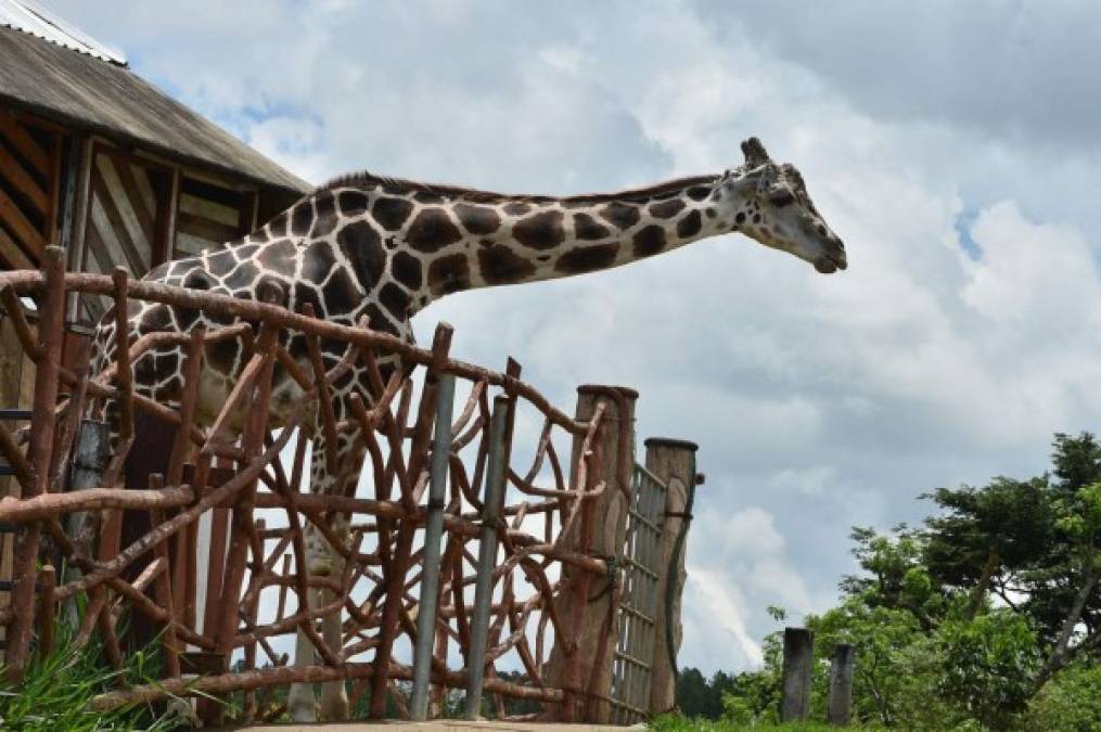 Cubierto con tapaboca por la covid-19, Joel Guisa alimenta con pasto a la jirafa de un zoológico incautado a narcotraficantes en las montañas del norte de Honduras, que ha logrado mantenerse con donaciones a falta de ingresos durante el aislamiento por la pandemia. AFP