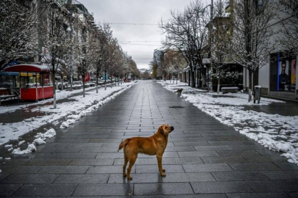 Imágenes difundidas por AFP, muestran a los animales salir sin temor a las calles de algunas ciudades aprovechando la ausencia de personas.