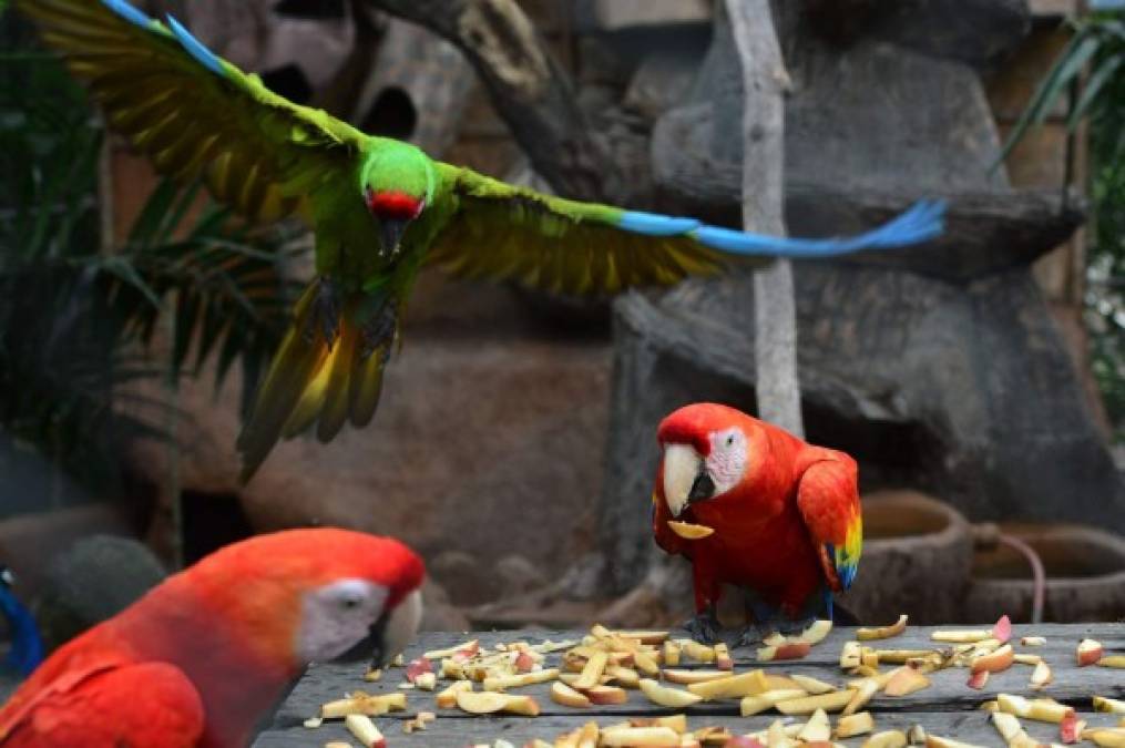 Sin embargo, animales como los leones africanos Simba, Mufasa, Rocky, Muñe y los tigres de bengala Rambo, Nathasha, Cata y Lala demandan una gran cantidad de carne cada día. AFP