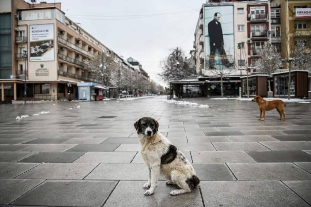 Las calles desiertas en Kosovo han sido invadidas por perros.