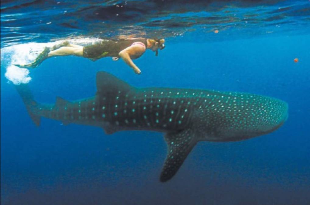 En Utila se puede experimentar el buceo con animales como el tiburón ballena.