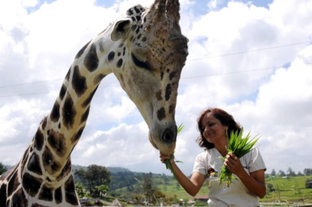 Díaz detalló que el zoológico dejó de recibir visitas desde el 16 de marzo de 2020 debido a la pandemia por COVID-19 y que solo han contado con el pago de la entrada de los turistas. <br/>