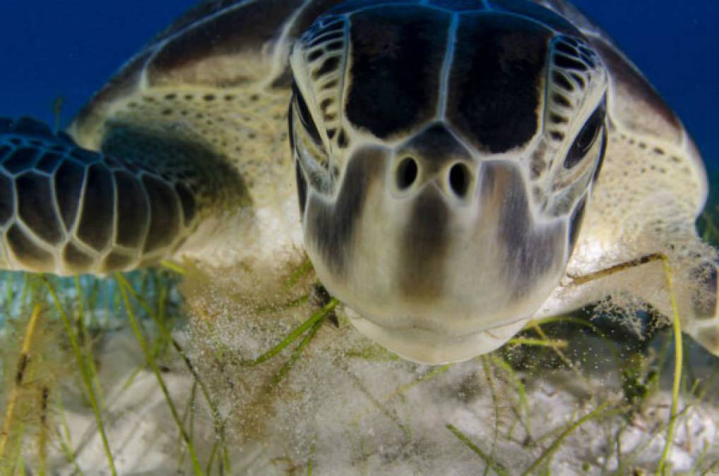 COMPAÑERO DE BUCEO. Una tortuga verde fotografiada bajo el agua en una playa de la península de Yucatán, cerca de Cancún, en México. 'Las tortugas están tan acostumbradas a ver gente bajo el agua que creen que somos parte del entorno', afirma Sandoval.