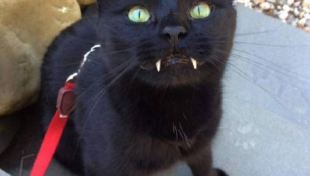 Monkey, el gato vampiro