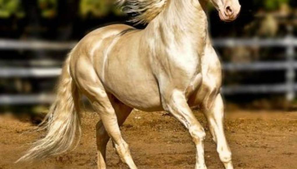 Akhal-Teke, el caballo más bello del mundo