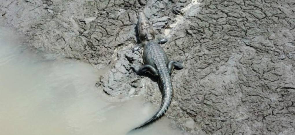 Los cocodrilos han sido captados en las zonas cercanas a la laguna.