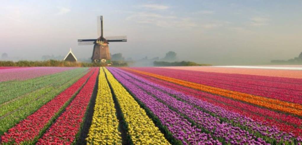 Los tulipanes de Holanda florecen en abril. Se encuentran al sudeste de Amsterdam, entre Haarlem y Leiden. Foto:Thegoldenscope.