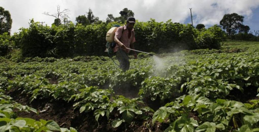 Un trabajador el Ocotepeque riega los cultivos de papa.