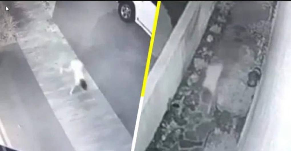 11 años después, la 'niño perro' revive, esta vez en Tampico, una cámara de seguridad sigue el rastro de una persona caminando como un canino, nadie puede dar veracidad de las imágenes.