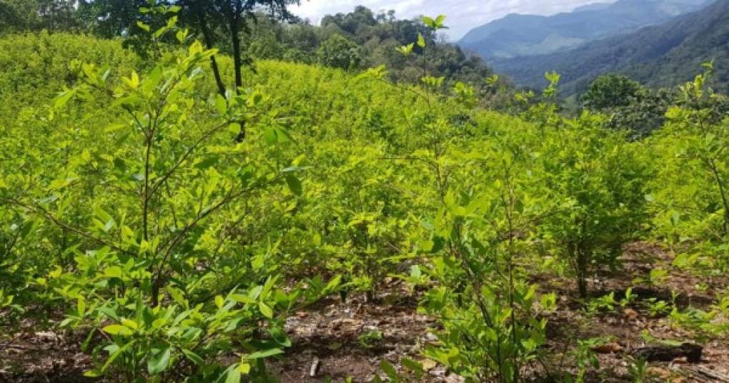 La Dirección Nacional Policial Antidrogas de Honduras logró ubicar al menos cuatro manzanas en las que se cultivaron arbustos de coca.
