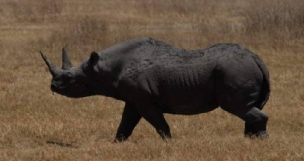 2011 “Rinoceronte negro del oeste”. El rinoceronte negro del oeste se extinguió a causa de una gran cacería en Camerún, aunque a partir de los años 30 su caza fue prohibida. Las tres subespecies de rinoceronte negro están en “peligro de extinción”.