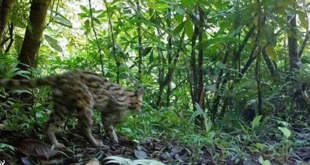 Autoridades de El Progreso, Yoro captaron una gran variedad de animales exóticos en el refugio protegido de vida silvestre Mico Quemado, ubicado al norte de Honduras. <br/><br/> <br/><br/>