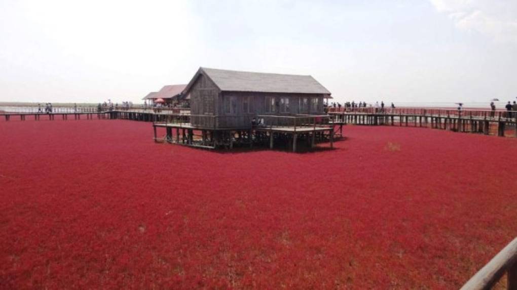 La playa roja de Panjin se encuentra en China. Su color rojo se debe al alga sargadilla marina. Entre abril y mayo, esta planta cambia de verde a rojo conservándose así todo el otoño. Foto: Loff.it/