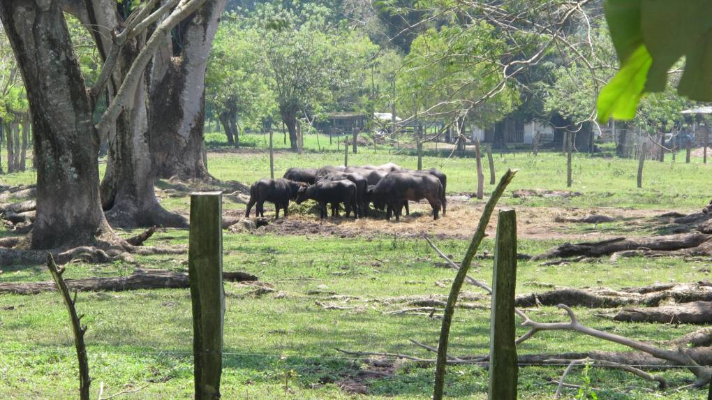 Los búfalos, traídos de Asia, por años han sido un símbolo para el Curla, son parte de las prácticas para los docentes y estudiantes.