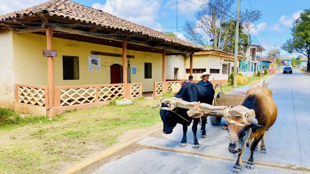 En Yamaranguila, una yunta de bueyes hala una carreta y recuerda a los visitantes que en el occidente hondureño se mantienen intactas las costumbres.