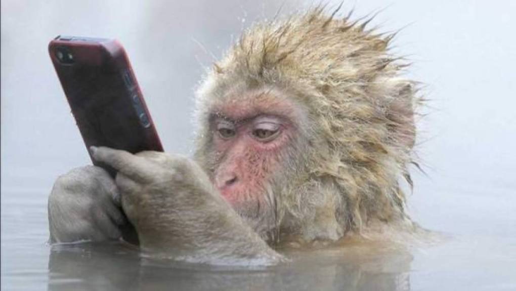 Esta curiosa imagen de un mono jugando con un celular fue una de las más atrayentes del concurso de 2014.