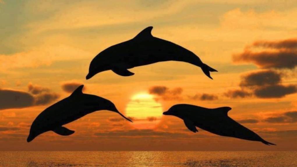 Los delfines utilizan los sonidos, la danza y el salto para comunicarse, orientarse y alcanzar sus presas; además utilizan la ecolocalización. <br/><br/>