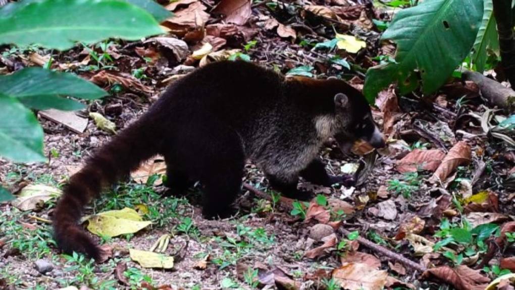 Además de aves se encuentran otro tipo de vida silvestre.