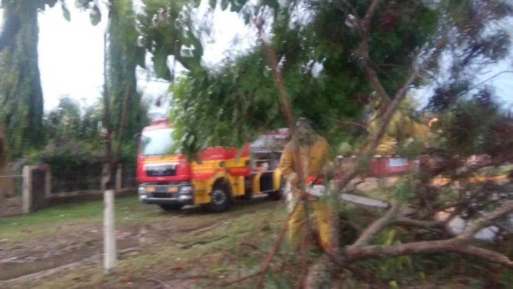 En El Progreso, los bomberos reportaron la caída de varios árboles.
