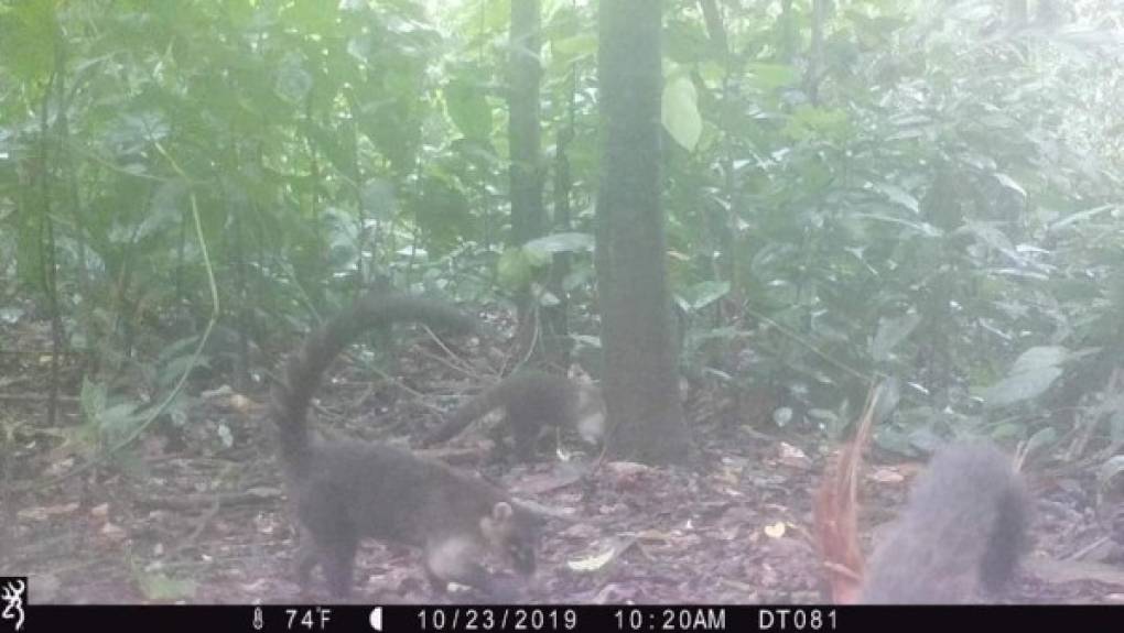 También hicieron un llamado a través de las redes sociales para evitar que personas mal intencionadas lleguen a este lugar a dañar a los animales.