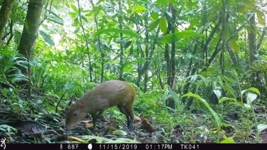 Entre los animales que encontraron están el ocelote, tigrillo, lince, guatusa, pizotes, tepezcuintle, monos, chancho de monte, zorrillos, serpientes y aves.