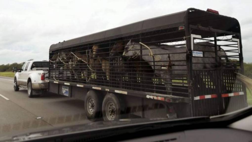 Los ganaderos llevaron consigo a sus caballos y vacas a un lugar seguro. Otros no pudieron sacarlos a tiempo y sufrieron grandes pérdidas económicas.