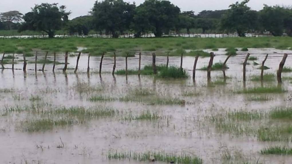 Estas inundaciones ponen en peligro la vida de las personas y animales de granja.