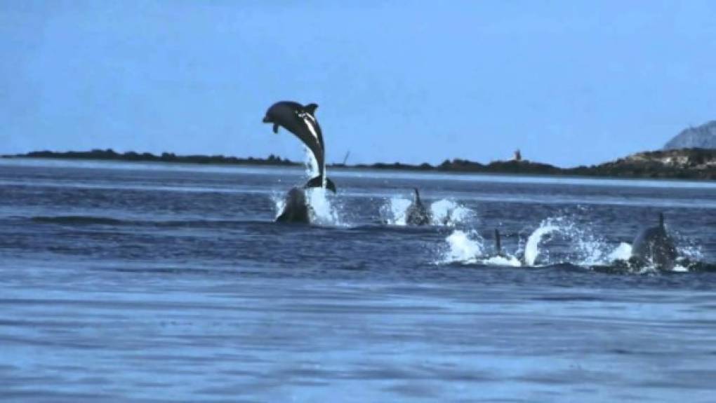 Estos delfínes son una familia de cetáceos odontocetos muy heterogénea, que comprende 34 especies.<br/>