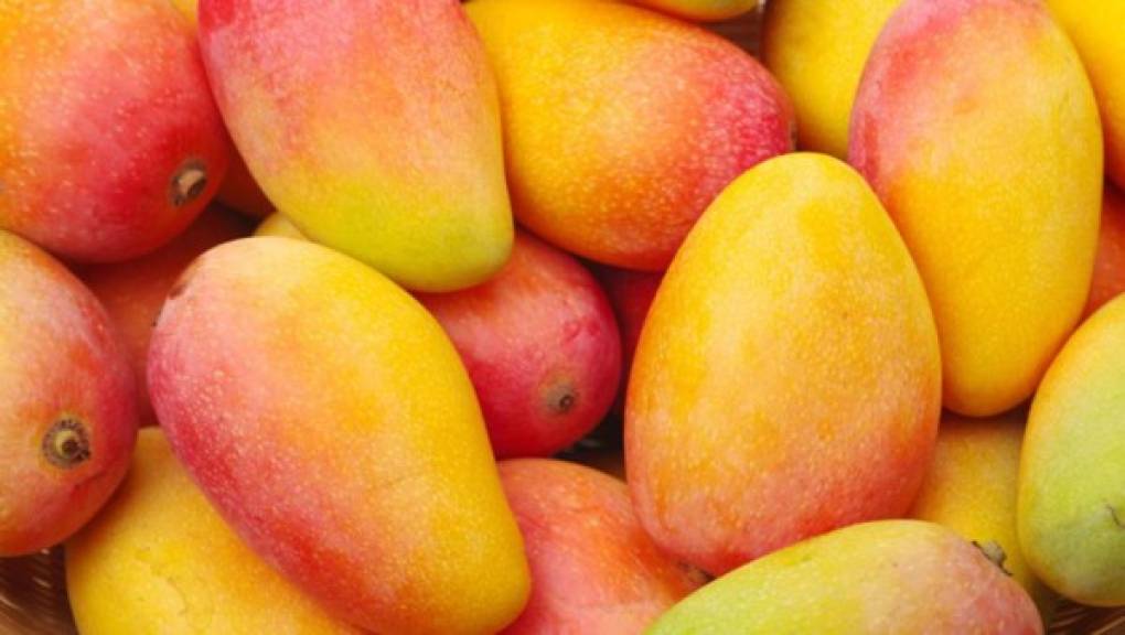 4. Digestivo. Los mangos contienen enzimas digestivas que ayudan a descomponer las proteínas, ayudando a la digestión. También es útil contra la acidez debido a una enzima presente en ella, que alivia el estómago. Debido a la gran cantidad de fibra que contiene, puede ser útil para prevenir el estreñimiento.