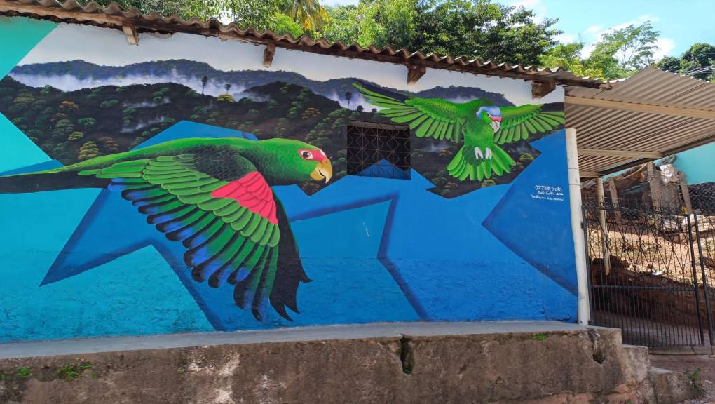 Los pericos y loros verdes no solo se encuentran en las montañas, ese tipo de aves también se pueden observar volando en ciudades como San Pedro Sula y otros sectores del país.