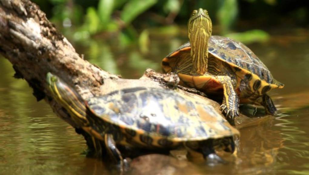 Las tortugas toman sol libremente en las orillas del Río Plátano. Fotos: Jordan Perdomo.