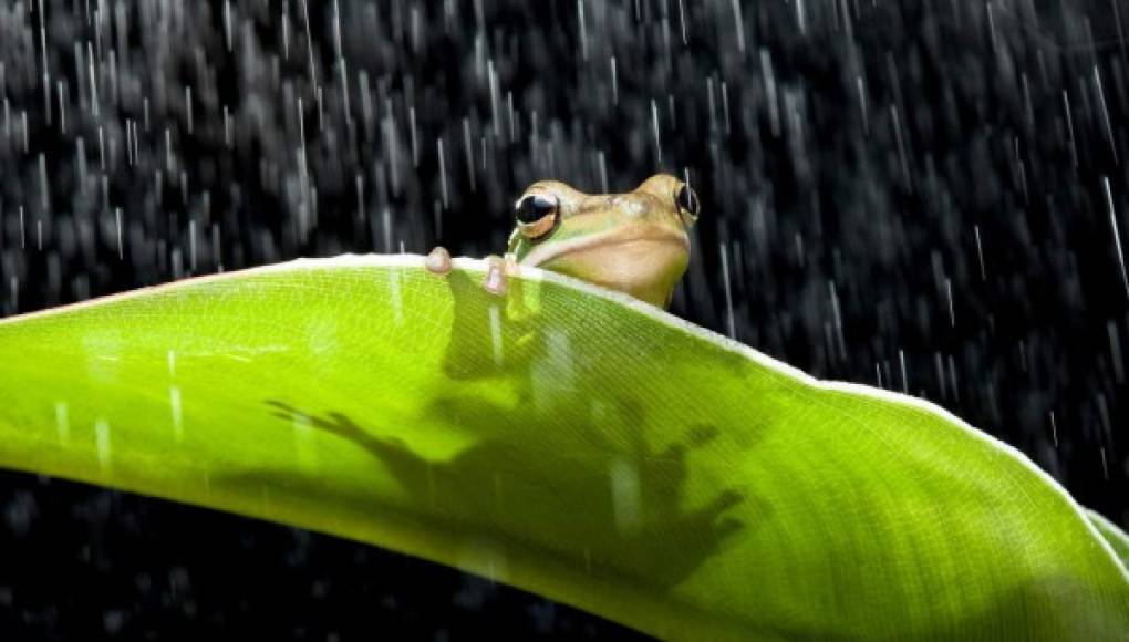 Los sapos detectan la lluvia por la vibración