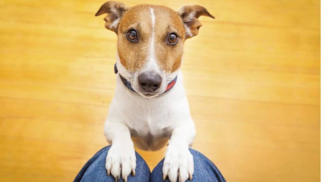 Sácalo a pasear a tiempo y con precaución