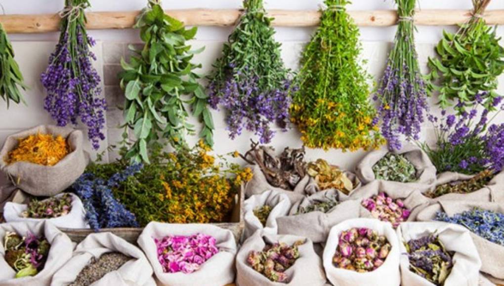 Plantas medicinales que puedes cultivar en casa