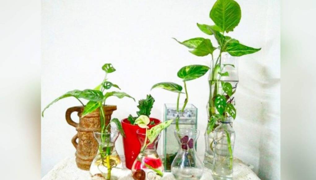 Plantas que crecen en jarrones de agua