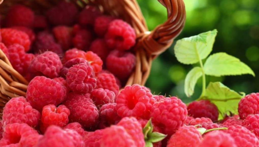 Los beneficios del tesoro antioxidante llamado Frambuesas