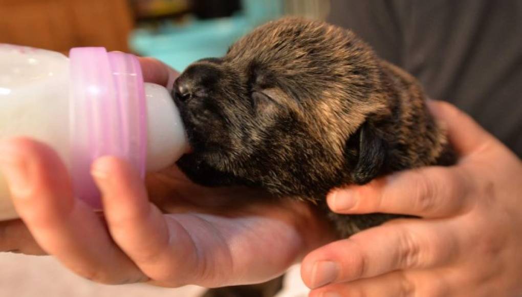 ¡17 cachorros en una sola camada!