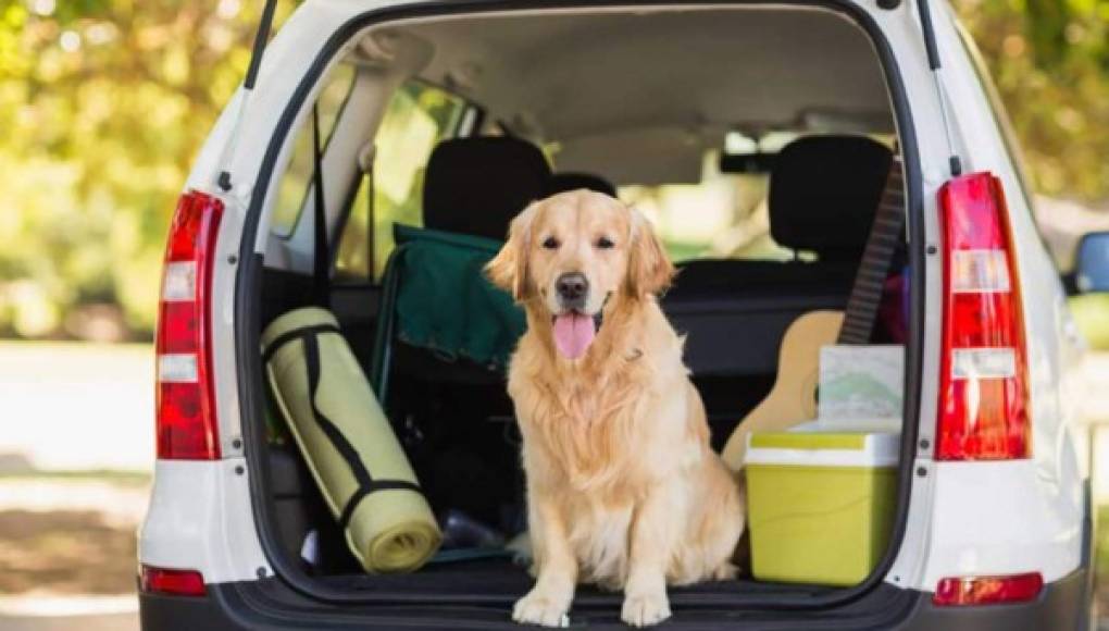 Consejos para viajar con sus mascotas