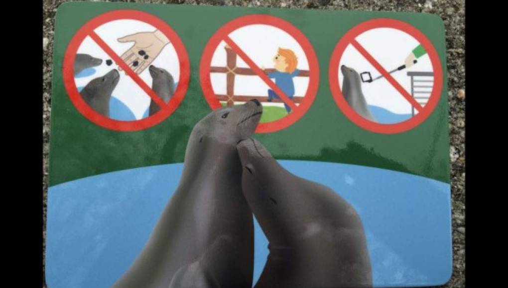 Prohíben el 'paloselfi' en zoológico