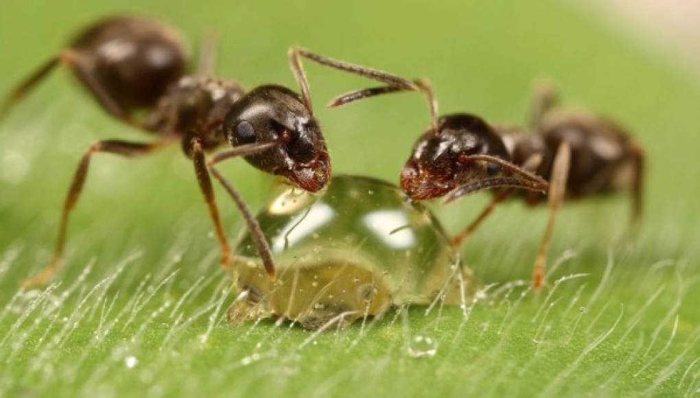 Cómo ahuyentar a las hormigas  