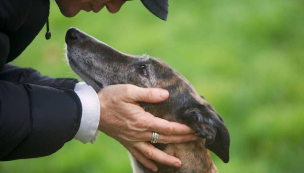 Perros detectan cáncer de próstata en orina humana