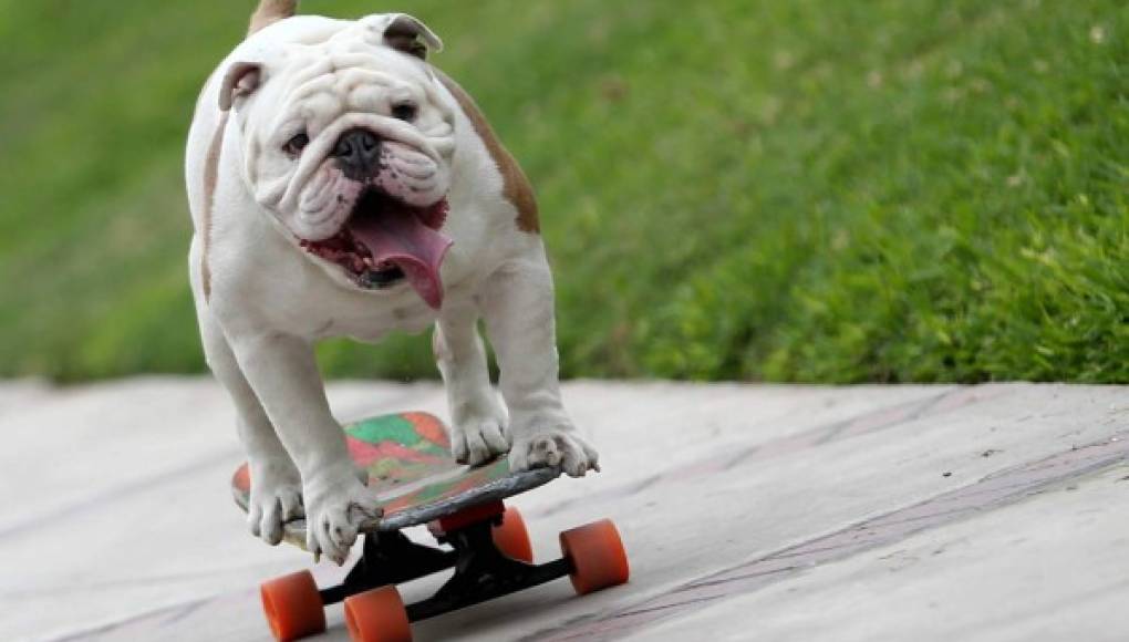 Otto, el perro skater que batió récord
