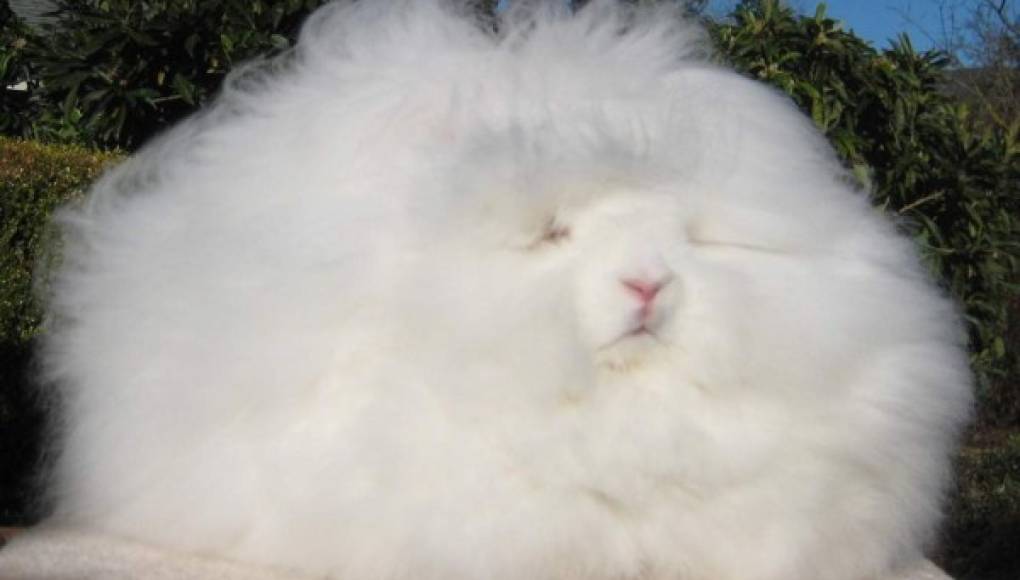 El conejo más peludo del mundo