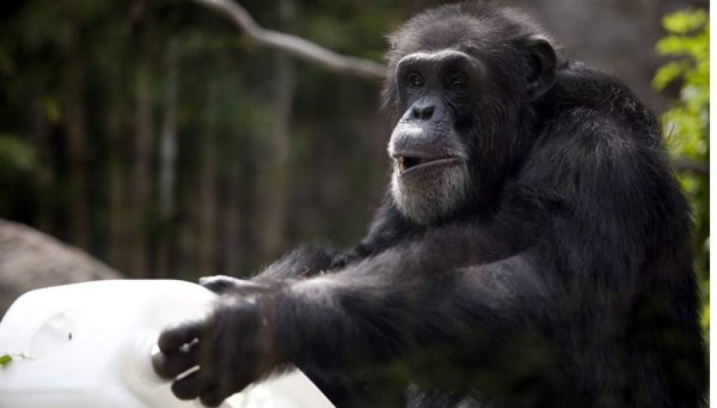 La inteligencia del chimpancé