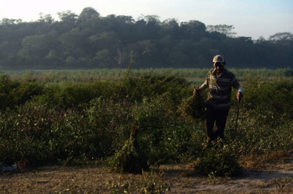 La laguna se ha convertido en un sistema cerrado, pues las conexiones al río Chamelecón se han perdido debido al desarrollo urbano. La pesca artesanal se ha minimizado.